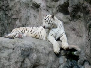 White Bengal Tiger (Image: trekearth.com)