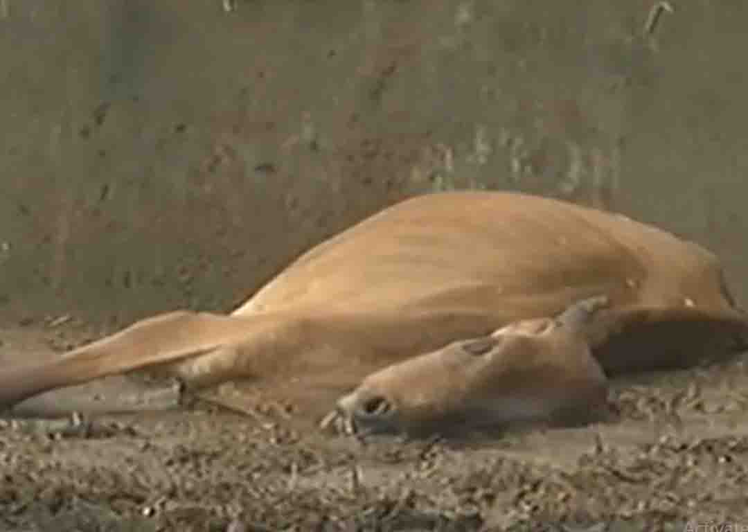 Delhi: 36 cows found dead in Gaushala