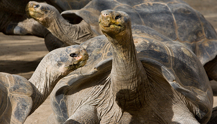 tortoise_galapagos_neck