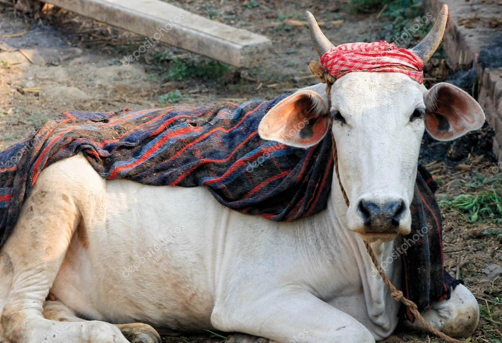 Declare cow as the national animal: Rajasthan HC to Centre