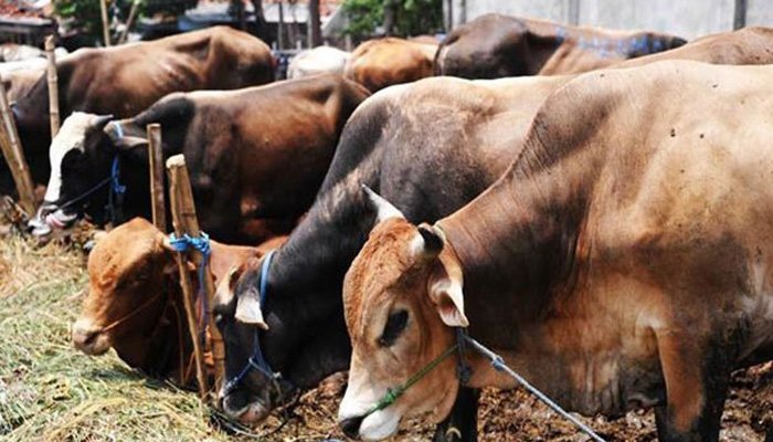 Meghalaya BJP leader promises cheaper beef, contrary to its central govt's cow slaughter ban