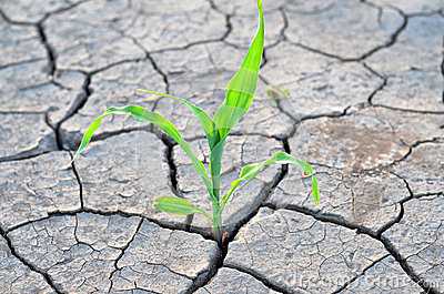 Tamil Nadu: Government to turn dry land into fertile area