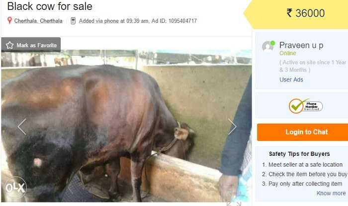 Cows up for sale on OLX, Quikr after Government bans selling cattle for slaughter