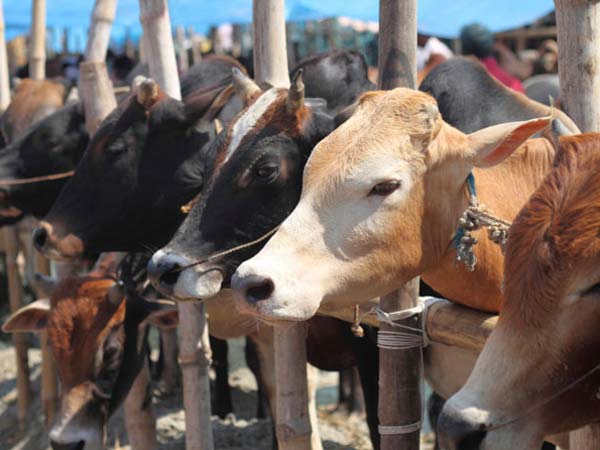 Meghalaya BJP leader resigns days after promising cheaper beef