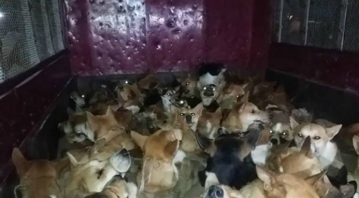 Nagaland: 75 dogs smuggled for meat, 4 arrested