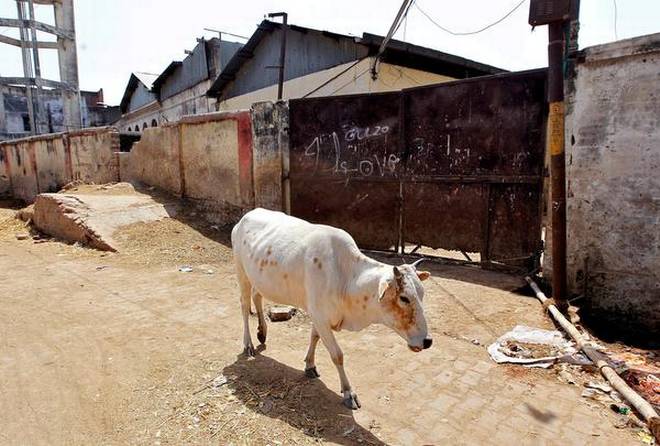 Madhya Pradesh: Panchayat ostracises farmer family for killing cow