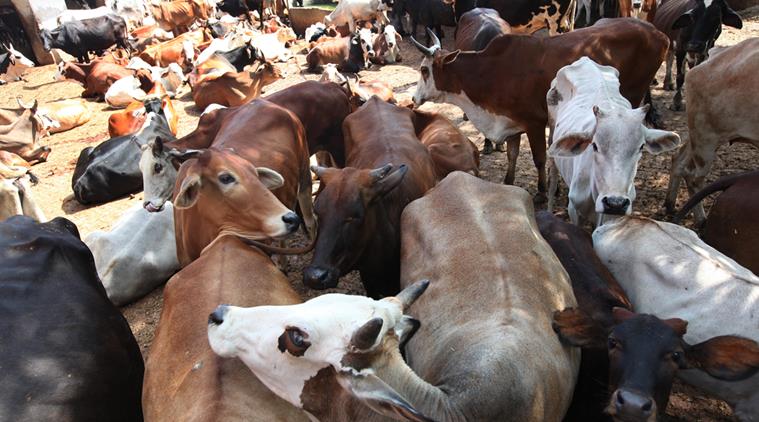 Truck set on fire on suspicion of carrying beef in Odisha