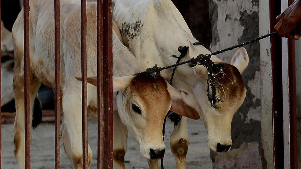 Govt asks states to file FIRs against cow vigilantes causing violence