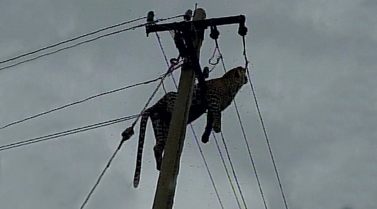 Leopard dies of electrocution, body found hanging on pole in Telangana