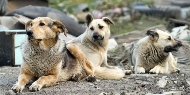 After mass extermination of strays, Kerala to have stray dog rehabilitation zoos