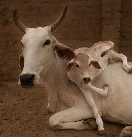 Haryana: Undergraduate students to learn ‘why cow is called the mother’