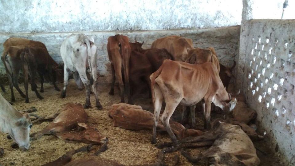 UP: Over 100 cows die in villages of Muzaffarnagar, Shamli over two days; probe ordered