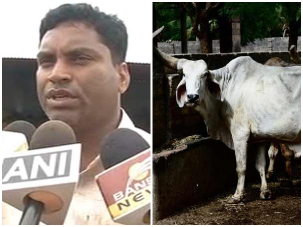 Chhattisgarh: 200 cows die of starvation, BJP leader defends charges