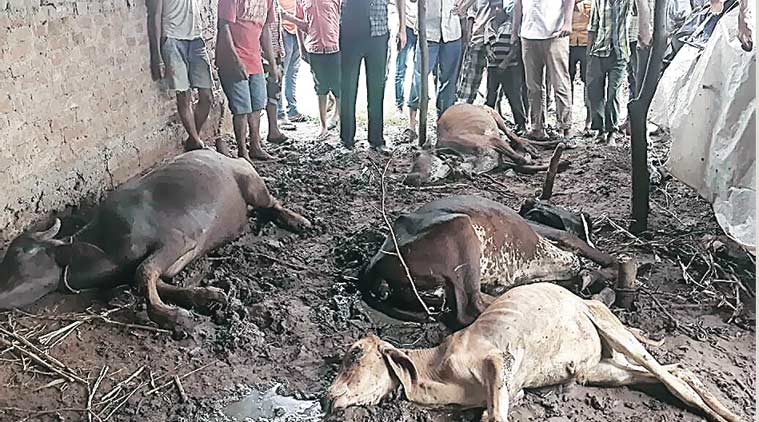 Rajasthan: Over 200 cow carcasses seized from Alwar warehouse