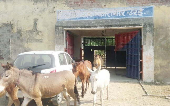Uttar Pradesh: Imprisoned donkeys 'released' from jail on BJP leader's 'recommendation'