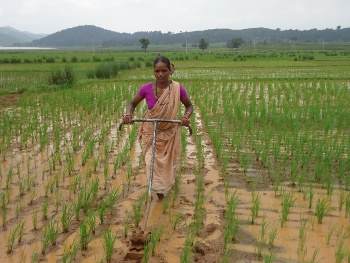 UN, India invest $168m to boost tribal farming incomes