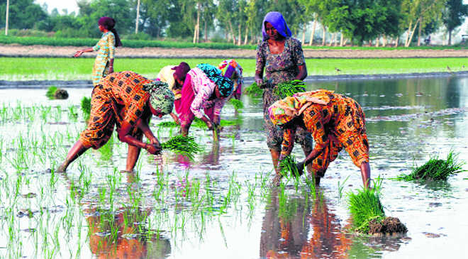 Modi government approves 50% hike over input cost for farmers