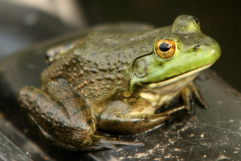 Bihar drought crisis: Thousands of frogs sacrificed to please rain Gods