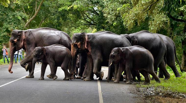 World Elephant Day: Six new elephant corridors to protect natural nomads