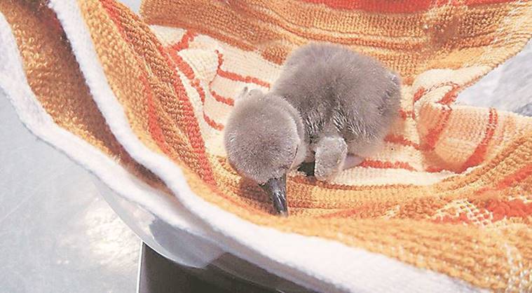First penguin chick born in India dead with a week