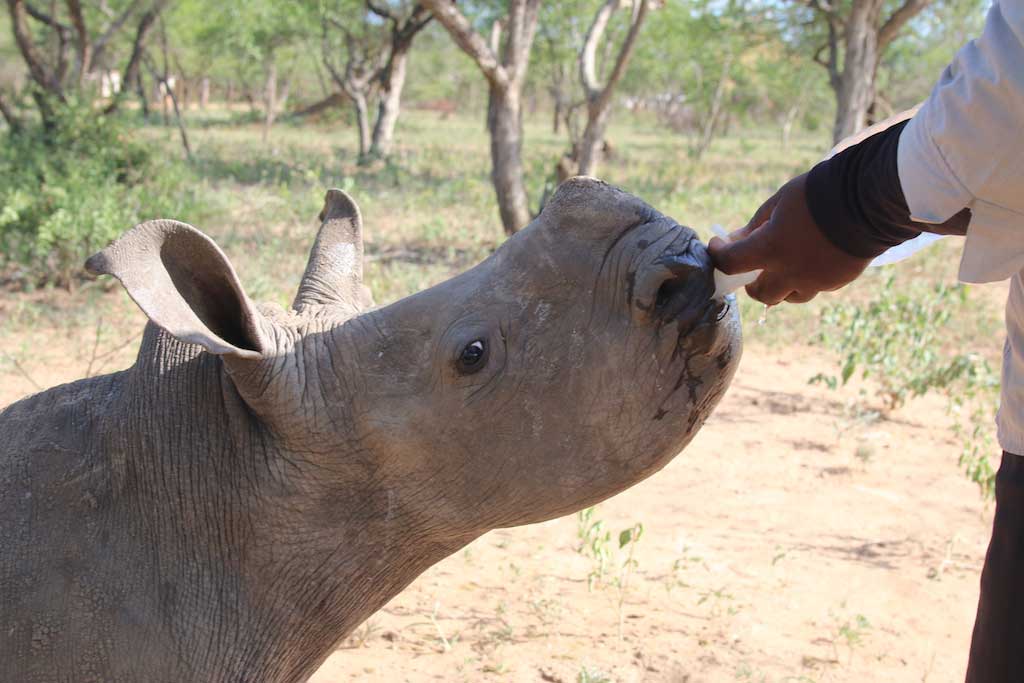 Rhino calves are hard to make eat but harder to make them relieve