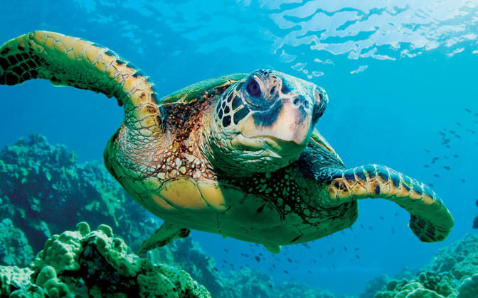 Plastic amounts severe threat to endangered specie sea turtle