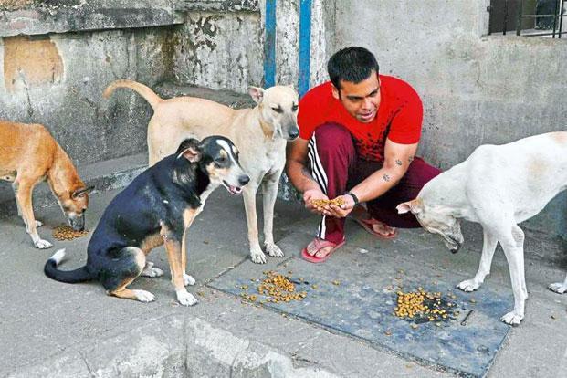 Chandigarh: Dog lovers can pet four canines, two should be from streets