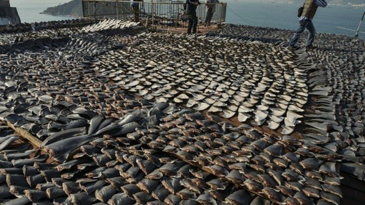 20,000 sharks killed for ‘fin soup’, a bowl sold for over $100: DRI Report
