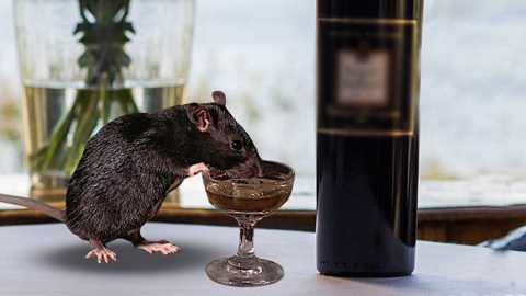 Rodent at it again! Bihar police blames rats again as liquor disappears in storage rooms