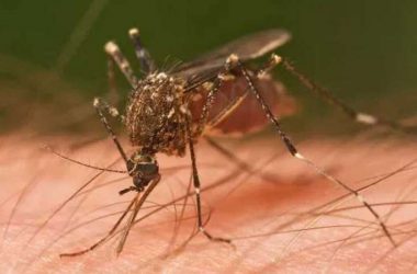 Delhi reports 551 dengue cases so far in November