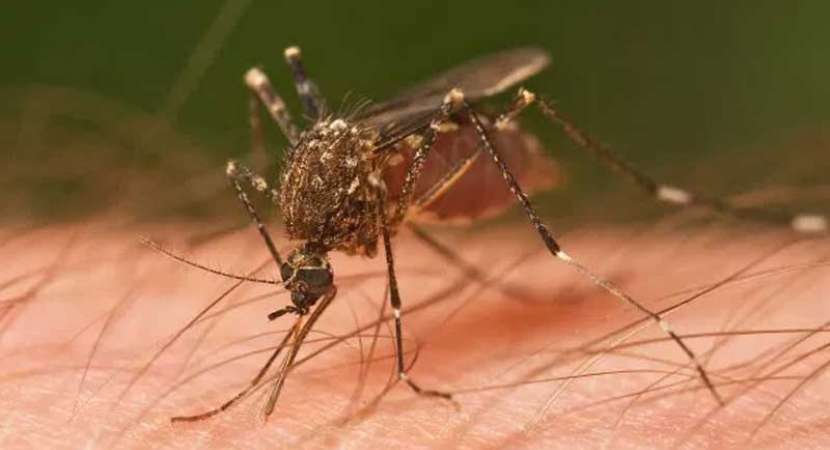 Delhi reports 551 dengue cases so far in November