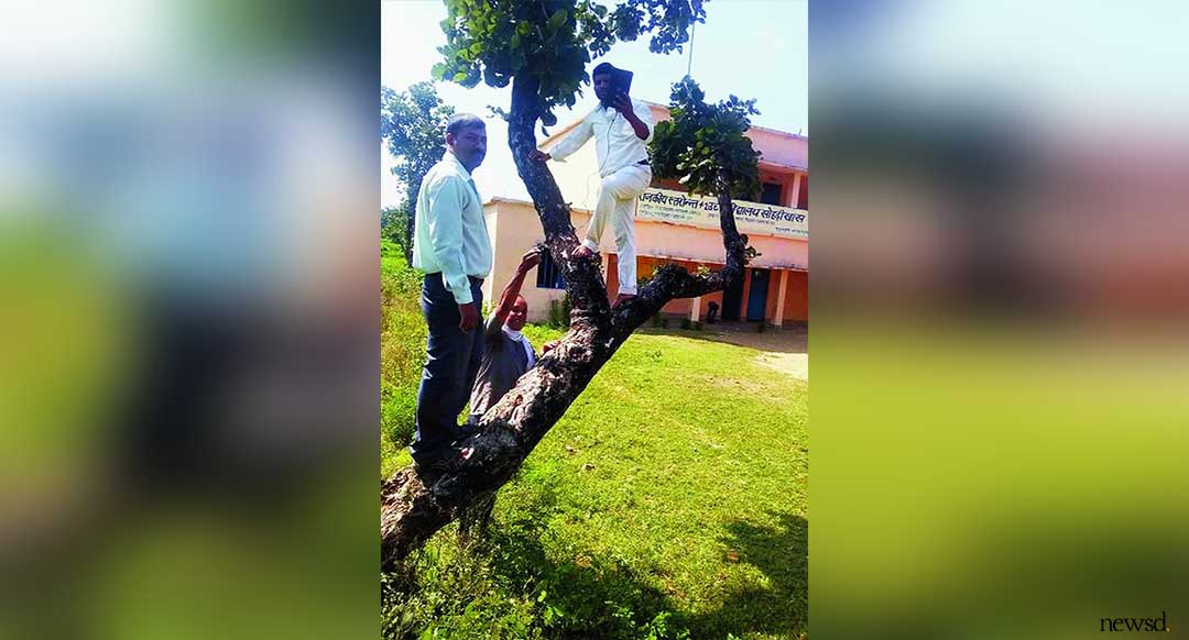 Teachers master climbing tree in search of internet