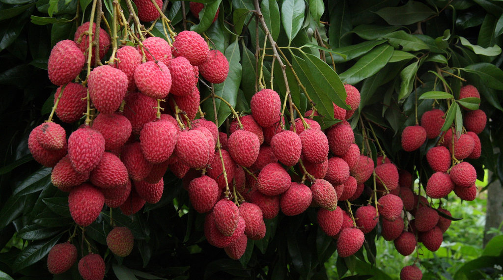 Muzaffarpur's Shahi Litchi gets official recognition with GI tag