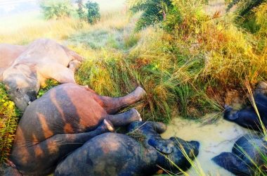 Odisha: Seven elephants electrocuted to death in Dhenkanal