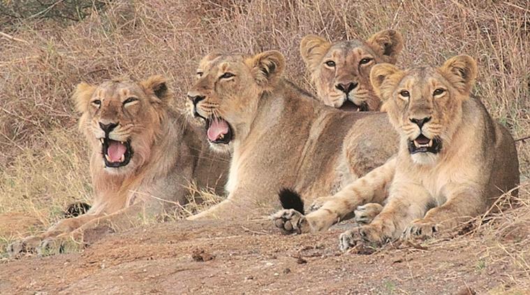 International help sought observing 23 lions dead in 20 days at Gir Forest