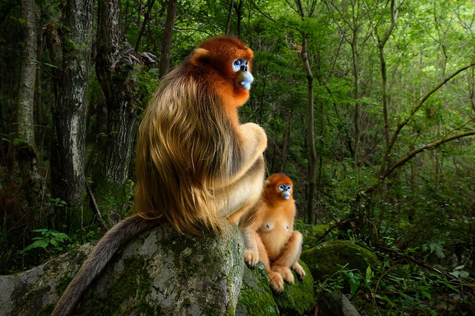 Wildlife Photographer of the Year: Marsel van Oosten captures endangered blue face monkey
