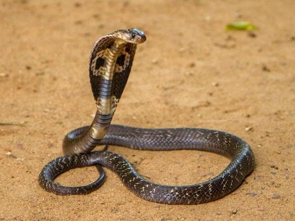Vadodara: 70-year-old man bites back snake after reptile bit him first; dies