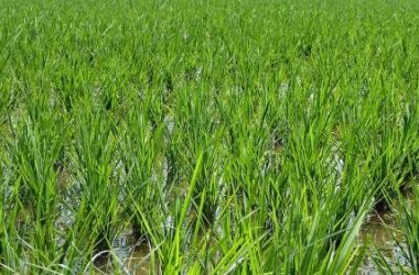 Jharkhand students made to cut paddy crops: AJSU