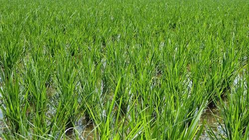 Jharkhand students made to cut paddy crops: AJSU