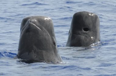 145 stranded pilot whales die in New Zealand