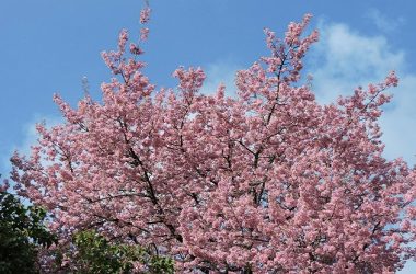 Don't go Japan, India has its own Cherry Blossom Festival
