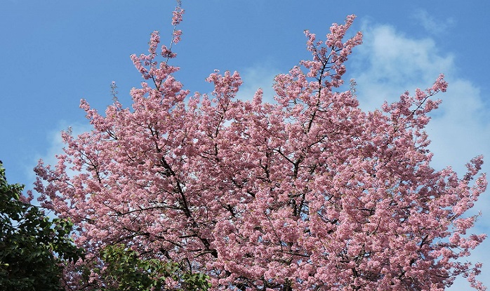 Don't go Japan, India has its own Cherry Blossom Festival