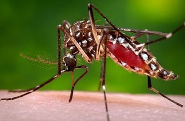 8 must follow tips to avoid dengue this winter