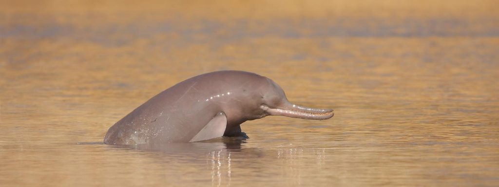 Three teams to count endangered Gangetic dolphins in Bihar