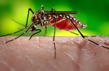 Team to survey over 2.8 lakh people after Zika virus surfaced in MP