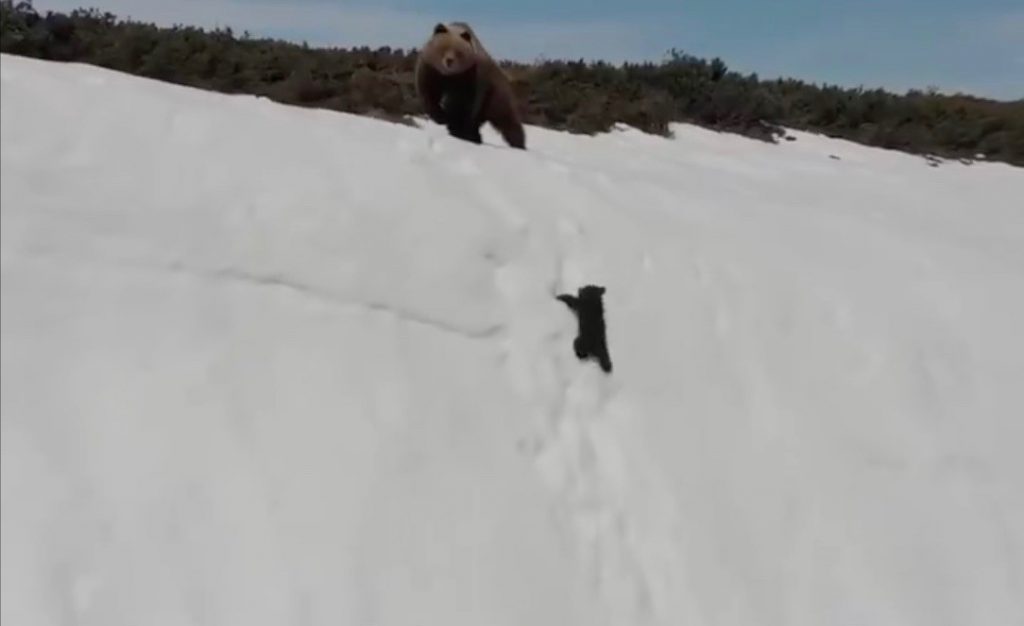 Dark side of the viral bear cub video