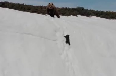 Dark side of the viral bear cub video