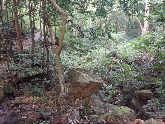 Odisha: Chipko in 2018, villagers protest tree cutting