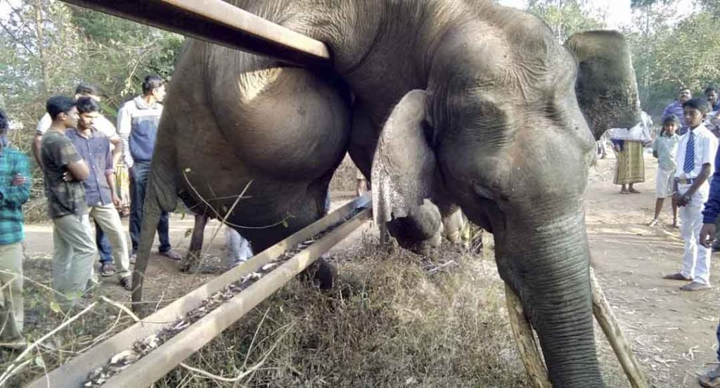 Tusker dies while crossing the railway fence near Nagarhole National Park