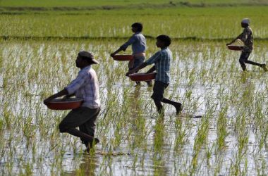 Scanty monsoon rain hits Kharif sowing in Jharkhand